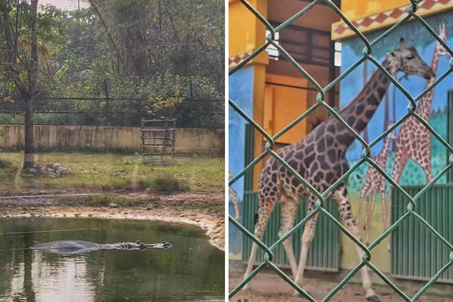 The hippopotamus could be seen almost fully submerged in the waterbody of its enclosure and (right) giraffes keep shuttling between the shelter and the open 