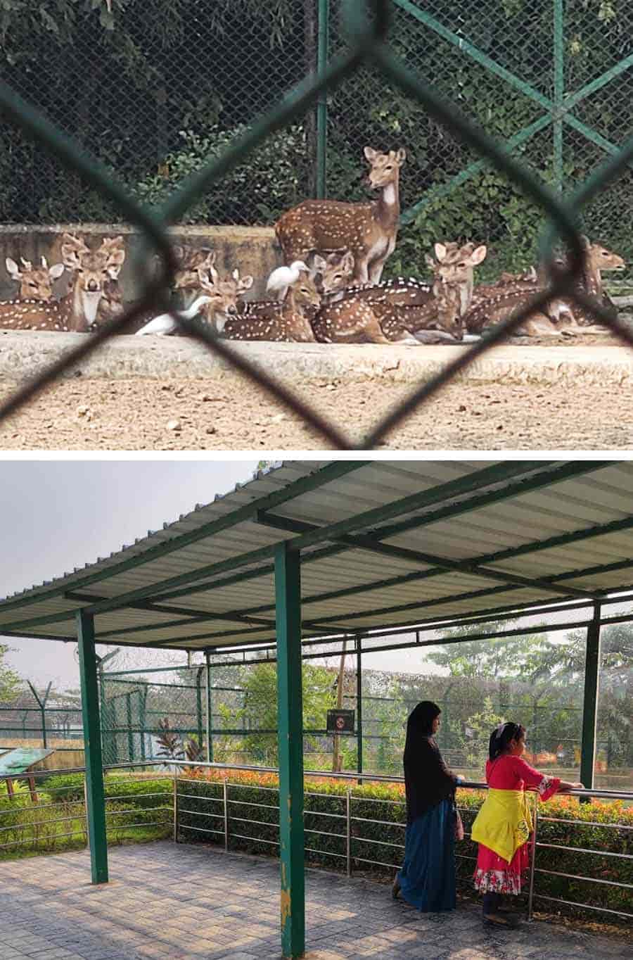 Many of the enclosures allow visitors to enjoy watching animals like crocodiles without disturbing them. Hordes of deer with three to four antlers give immense joy. The barking deer in another enclosure is worth checking out. So is the next-door neighbour, two super agile emus, who could be seen darting across the enclosure again and again