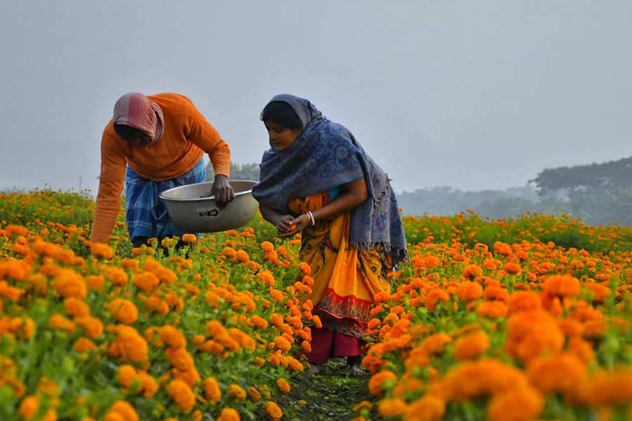 Marigold filed in Nadia district