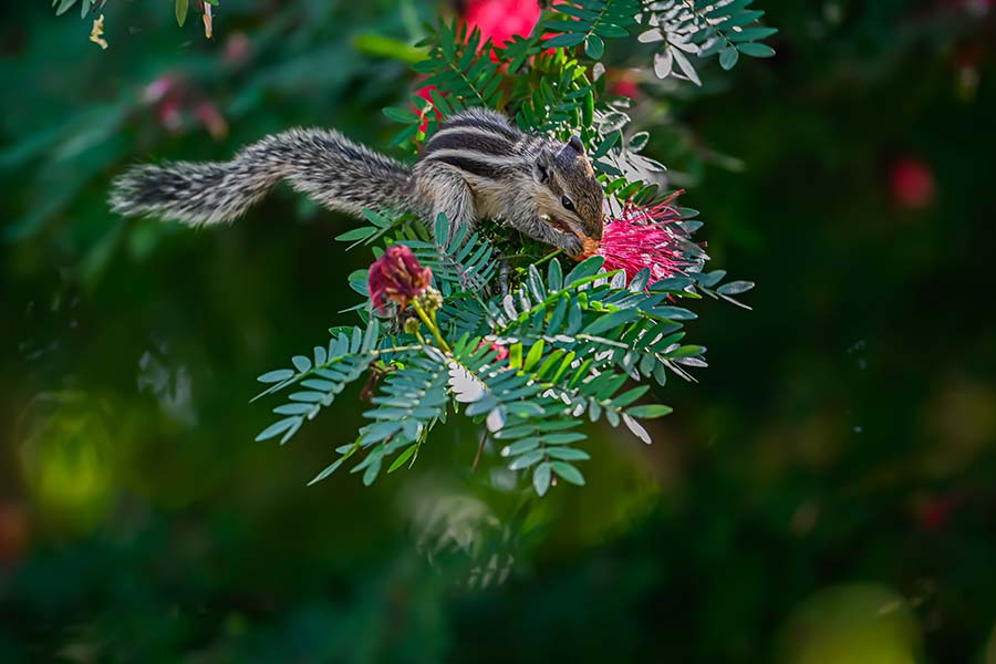 In the Flora and Fauna category, this click by Dipayan Das clinched top spot with Subhas Dasgupta coming in second. Another mentor for the event was Shayan Chaudhuri, a photographer and filmmaker who also founded the Indian Photographic Academy. Speaking to My Kolkata, Shayan said: ‘It was an interesting competition. The photographers had various questions about how to get the right exposure and they tried playing around with various settings to get the best results’