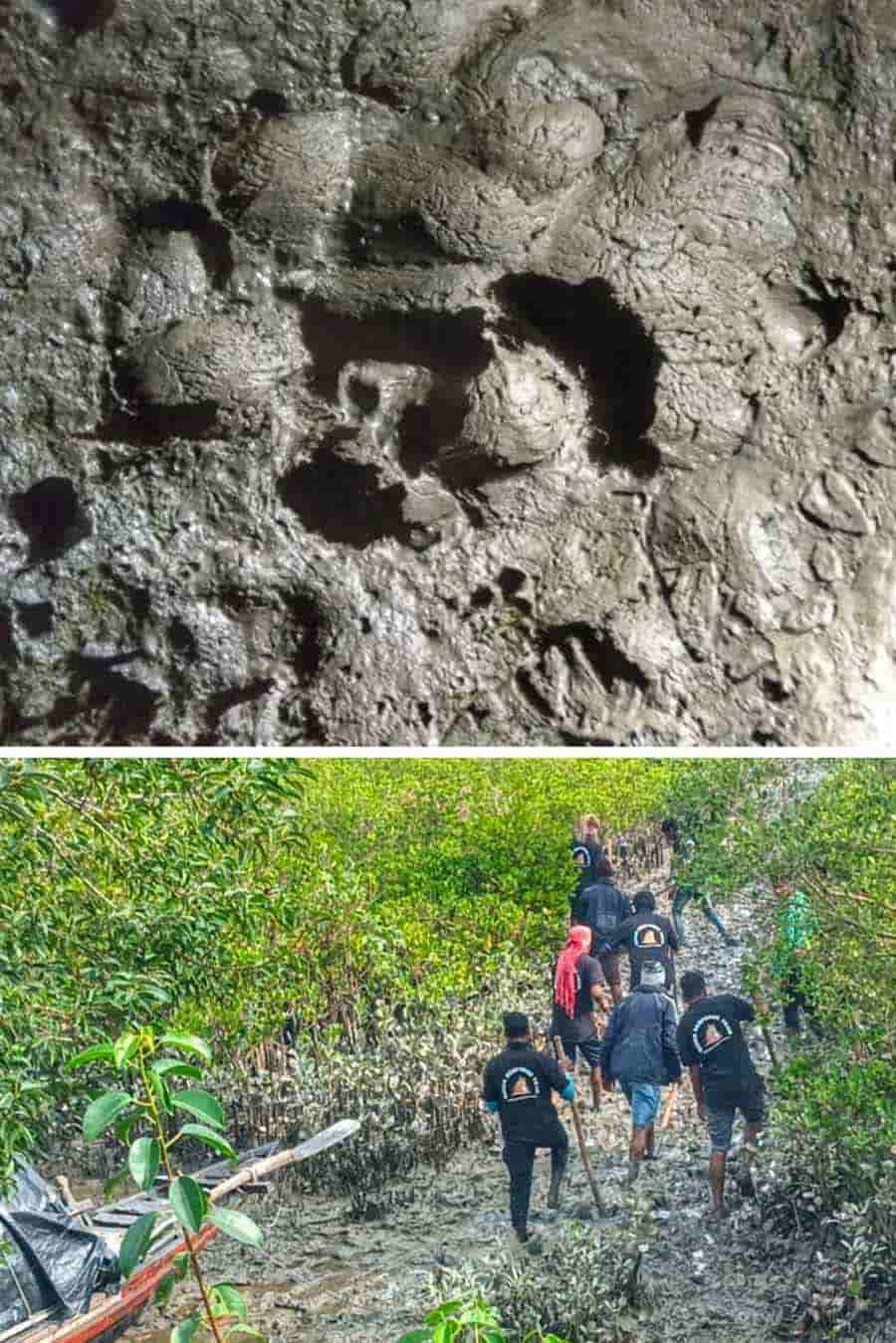 The forest department spotted pugmarks in Bhubaneswari area of Maipit on Friday morning