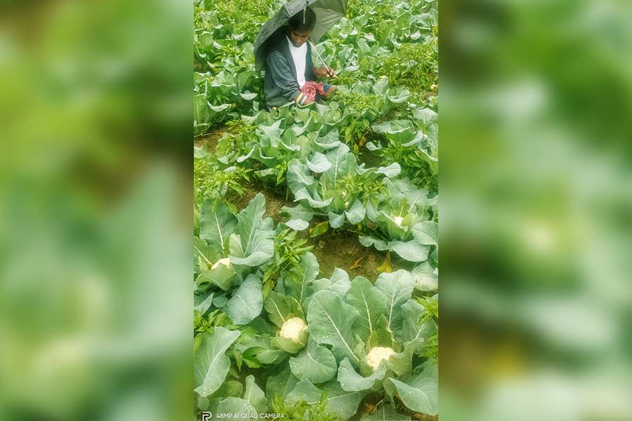 A farmer harvests vegetables in the rain at Bhangore on the southern fringes of Kolkata