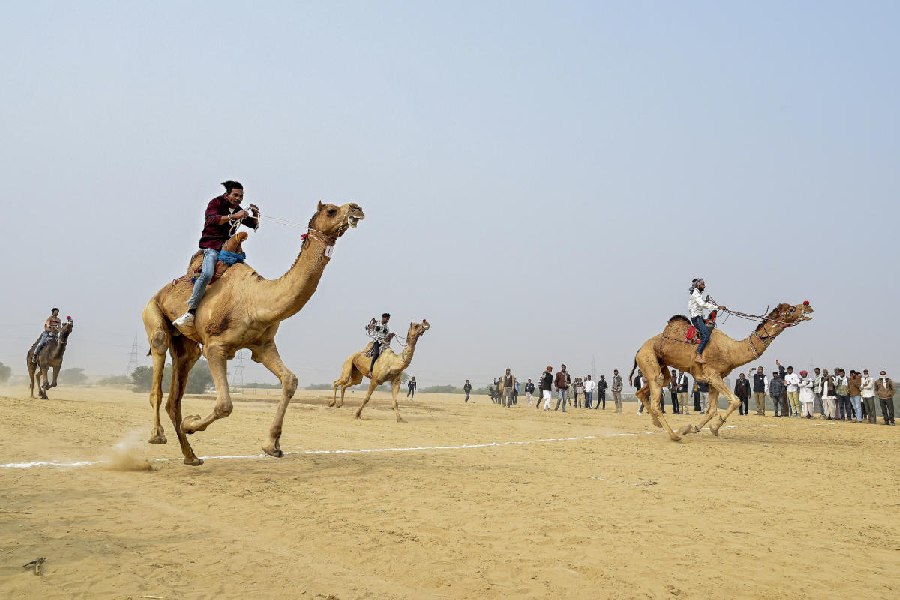 People participate in a camel race during celebrations of International Year of Camelids-2024, in Bikaner, Friday, Dec. 20, 2024.