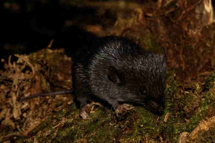 A specimen of spiny mouse (Scolomys sp.), a species discovered during the expedition at Alto Mayo, Peru.
