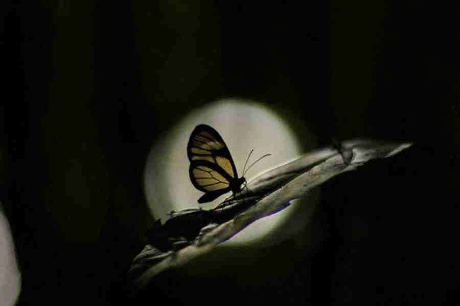 A clearwing butterfly (Oleria sp.) specimen, one of the 2018 species of butterflies observed during the expedition.