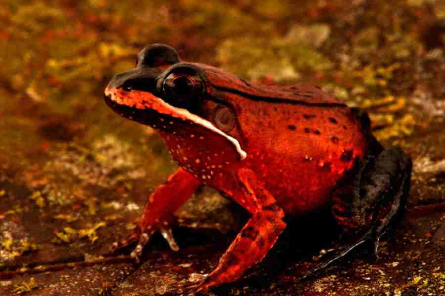 A specimen of the Loreto white-lipped frog (Leptodactlylus rhodomystax), which inhabits Alto Mayo.