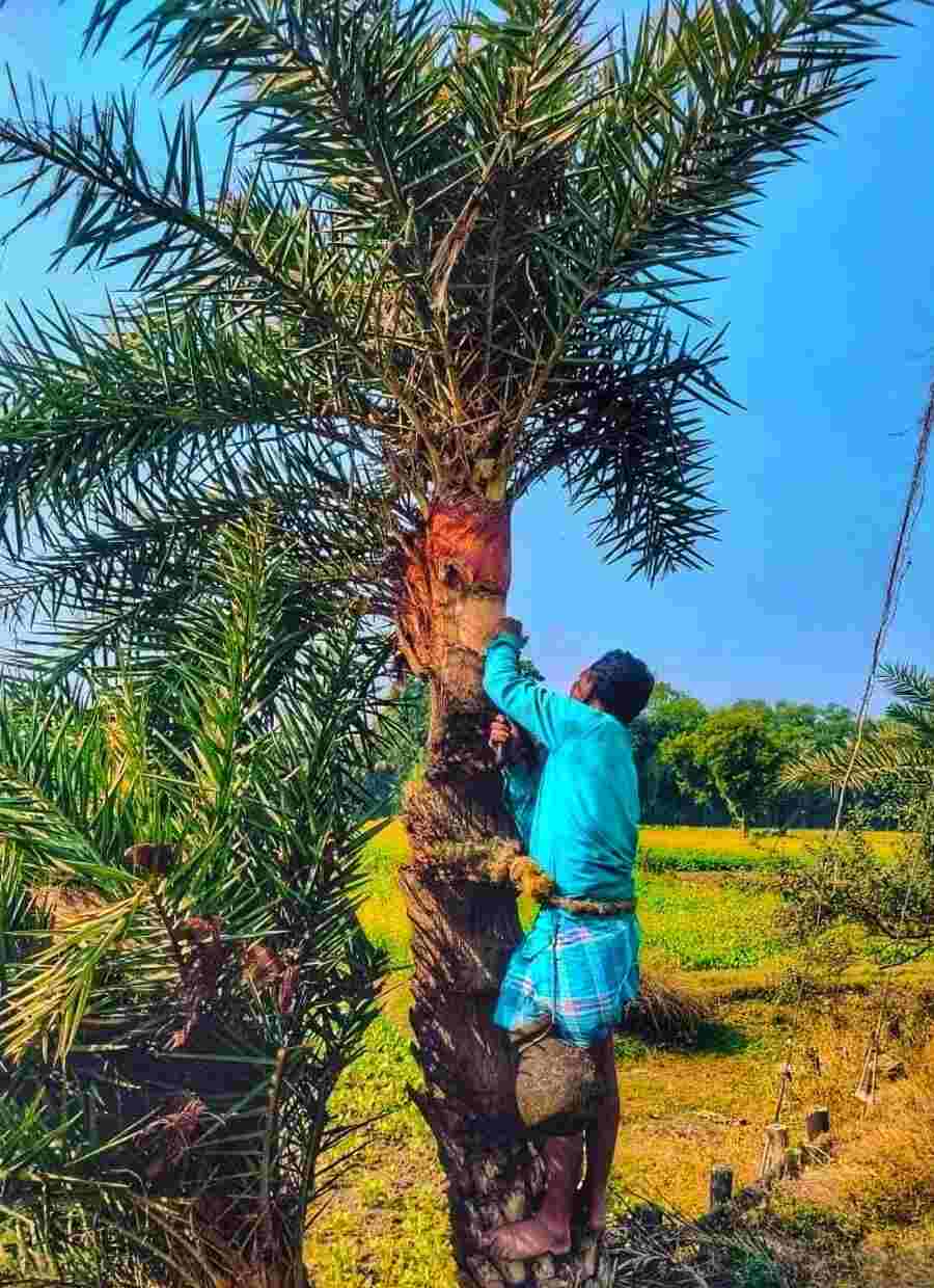 A man collects sap from a date palm tree on the outskirts of Kolkata to make jaggery, a winter specialty in West Bengal