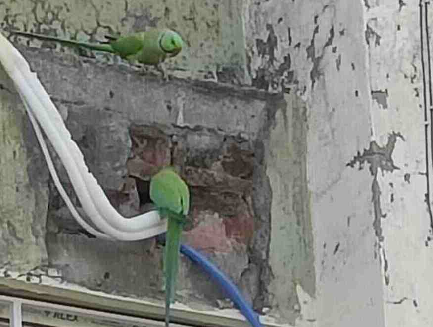A pair of parakeets build their nest in the hole of a split AC in a Ballygunge high-rise