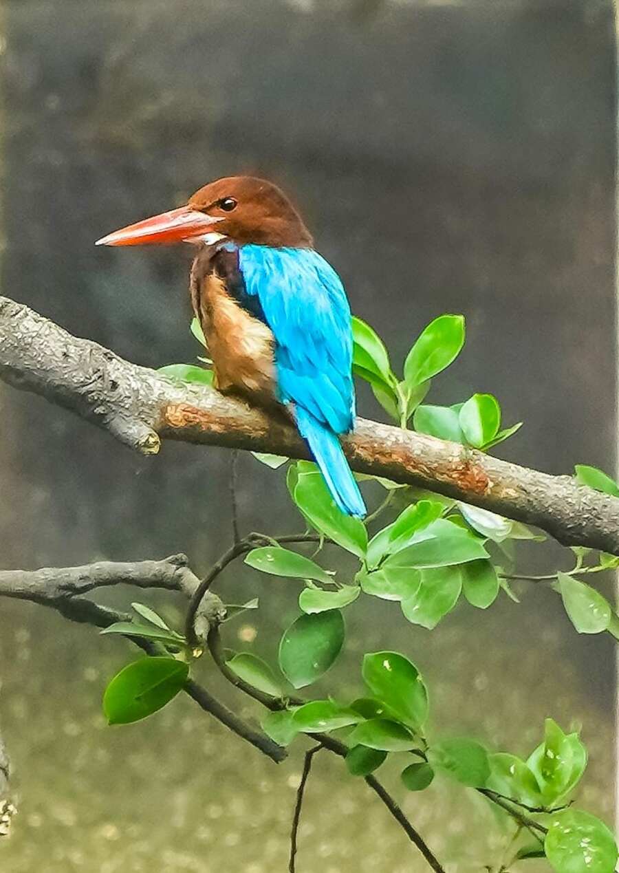 A kingfisher spotted in the Esplanade area on December 23. Kolkata acts as a winter stopover for hundreds of migratory birds from Siberia and Central Asia, too  