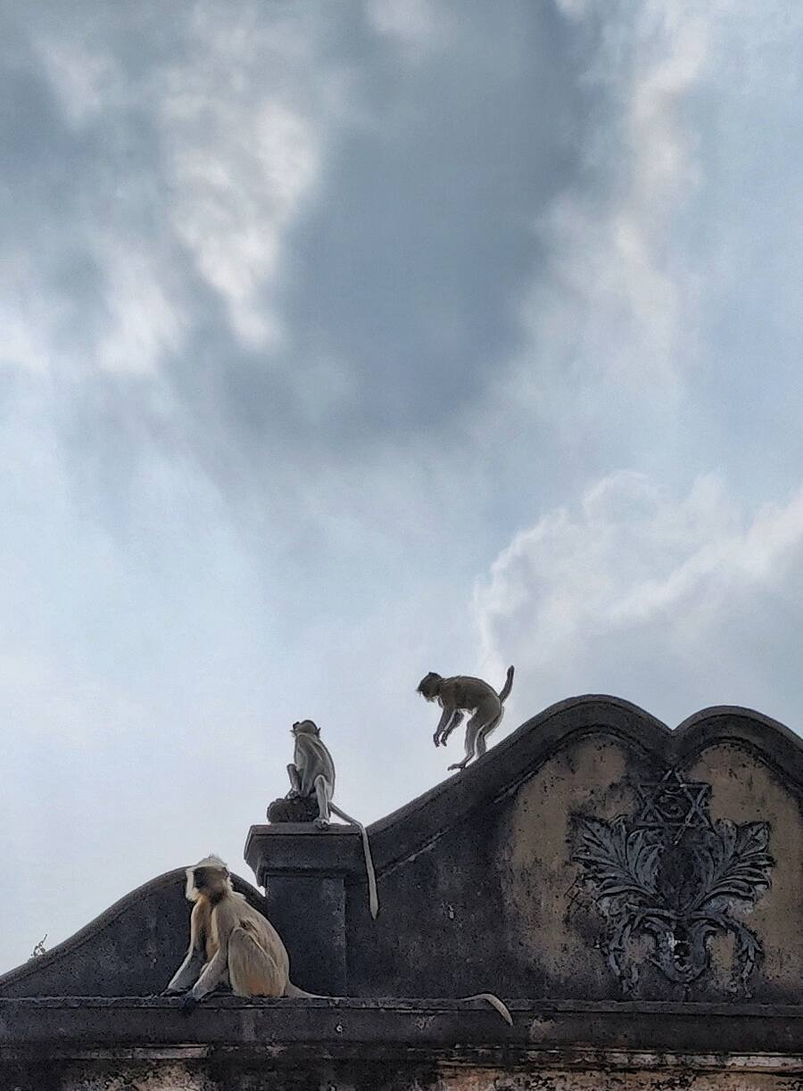 A troop of monkeys plays at Chilkigarh Raj Palace in Jhargram on Monday  