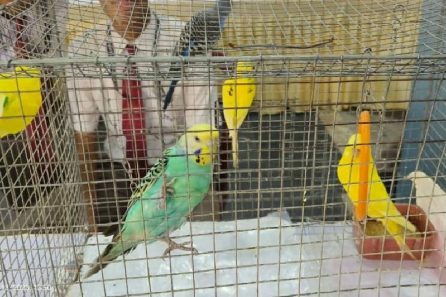 Students interact with pet birds at a show organised by the nature club of Don Bosco, Liluah
