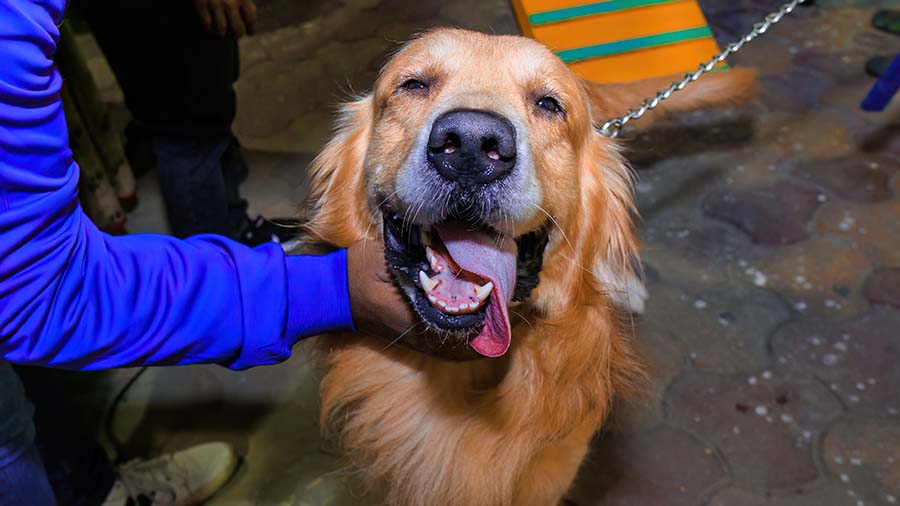 Bruno, the three-year-old Golden Retriever, arrived looking well-groomed and couldn’t contain his joy at the sight of so many people. A fluffy bundle of energy, he kept his tail in constant motion, happily posing with anyone willing to pet him. Burno had the biggest smile that could melt anyone’s heart