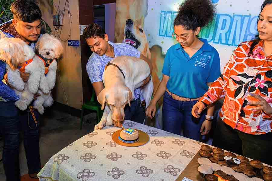 Mango, a white Labrador, who also turned three, was the special guest of the day. He had a cake-cutting ceremony in front of all his furry friends. However, he seemed completely disinterested in anything else, with his attention solely fixed on the cake. Mango almost jumped onto the table to get a taste of his birthday cake before his father could even cut a slice