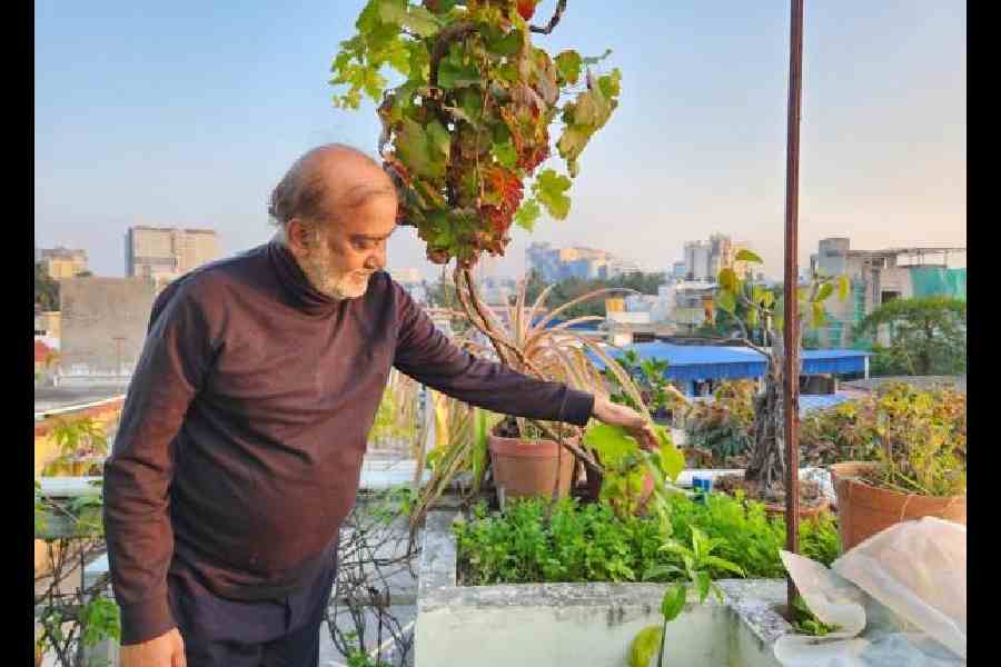 Soumyen Chatterjee inspects the leaves on his terrace
