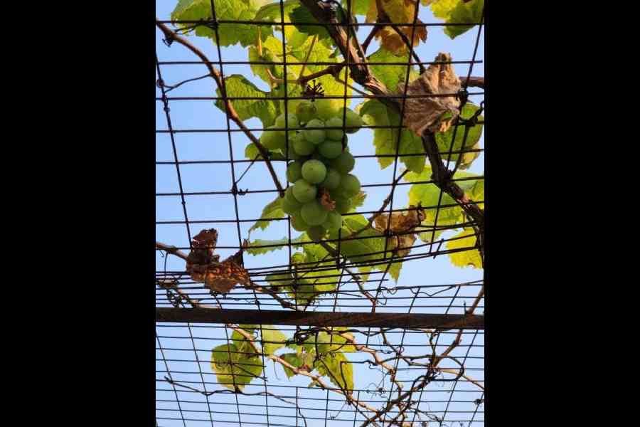 Grapes hanging from an overhead mesh