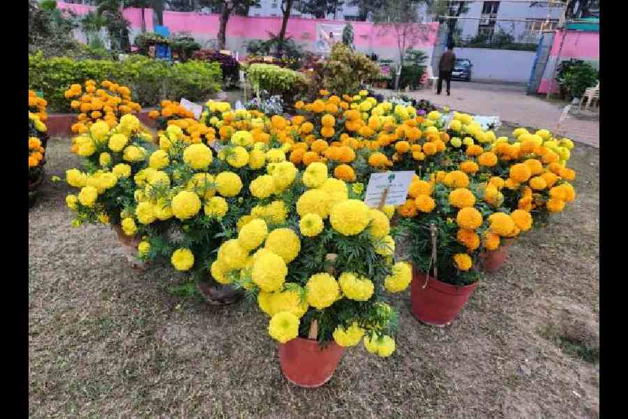 Mithu Paul’s pots of Marigolds were a sight for sore eyes. “The weather has been erratic this winter so some plants, like my Petunias, haven’t turned out as well. If it had got colder in November and December the Marigolds would have been even bigger in size,” said the CG Block resident who won the first prize in annuals