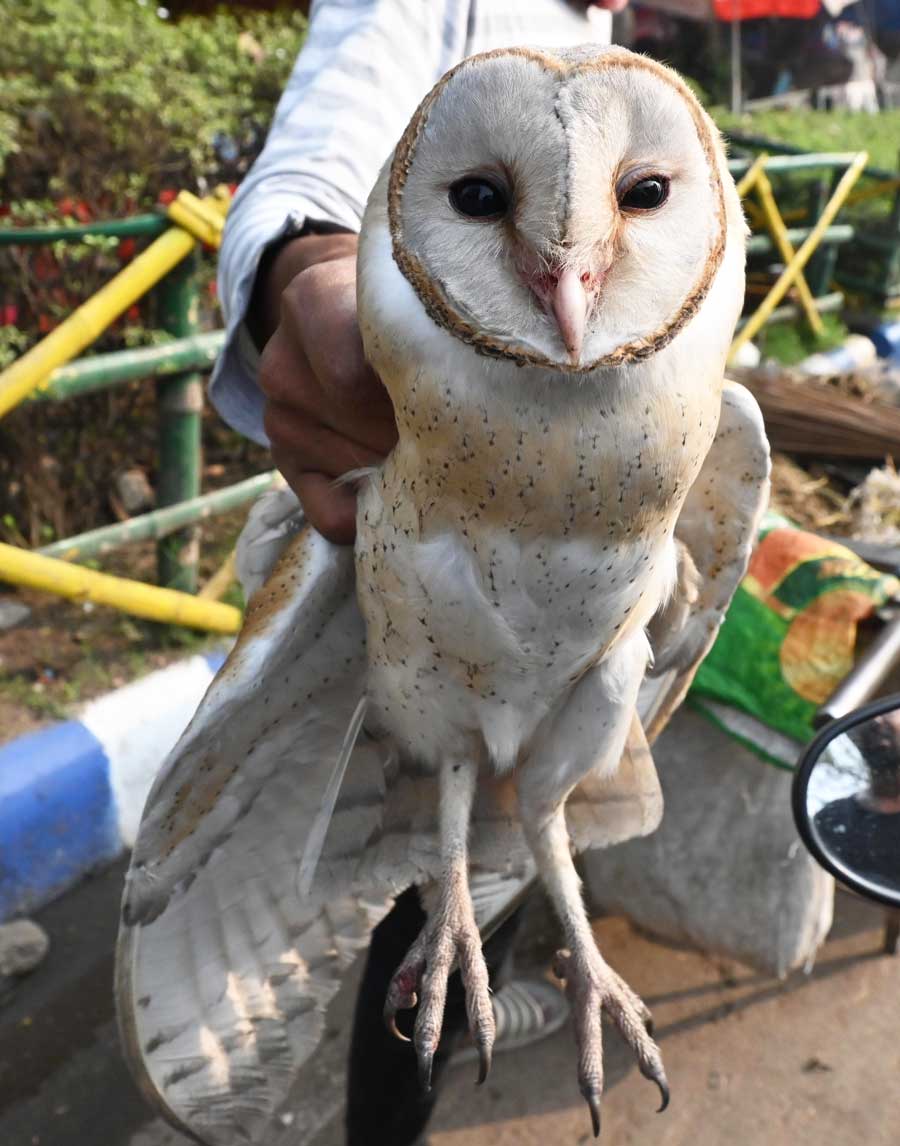 A barn owl descended from a tree near the Victoria Memorial Hall on Saturday