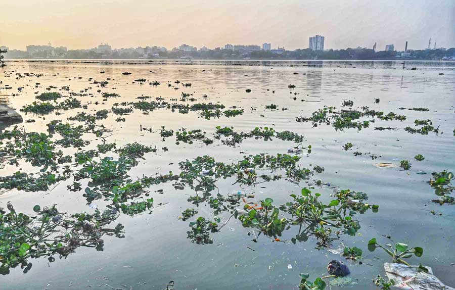 Litter trapped in water hyacinth and plankton float in the Hooghly on Saturday