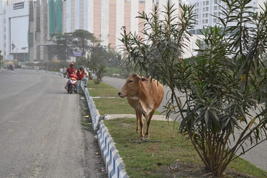 A cow on the median divider of a road near the Unitech crossing in New Town on Monday.