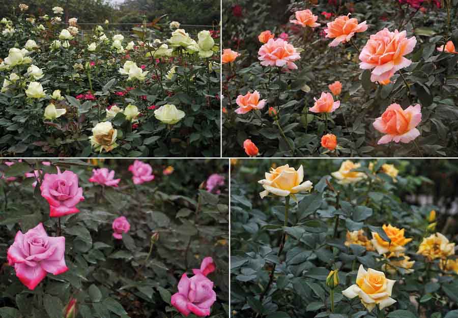 The garden is famous for having 96 varieties of roses. My Kolkata spotted hues of green, orange, pink and golden