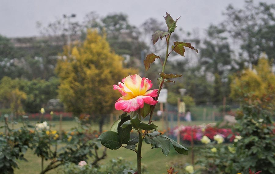 One rose, in particular, caught our attention, transitioning from a subtle yellow to a vibrant pink shade