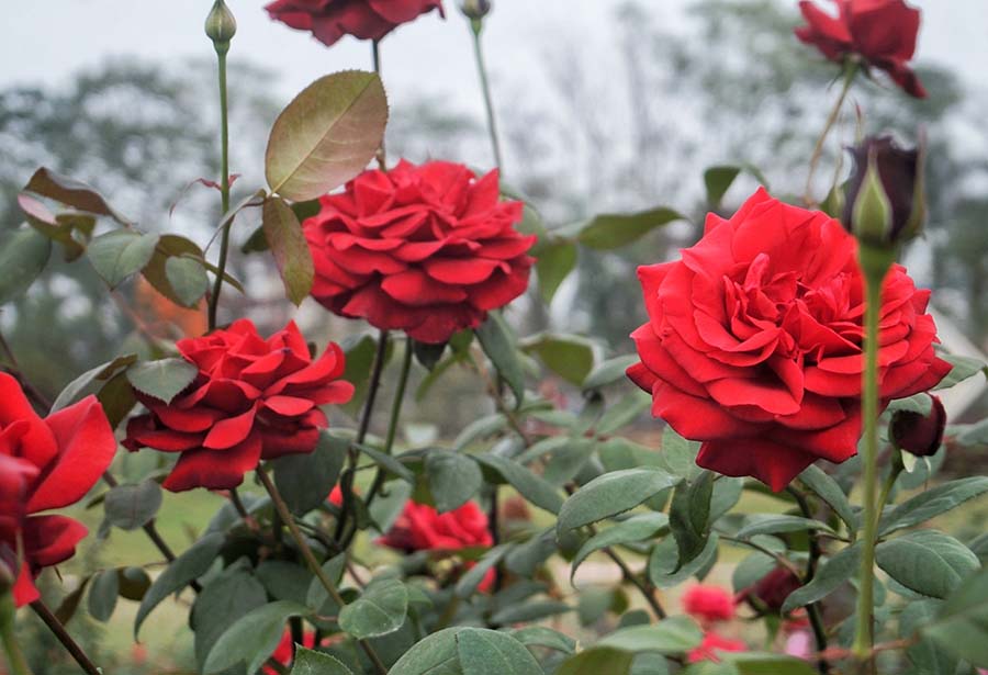 While variety is nice, the classic red rose remains a timeless symbol of love