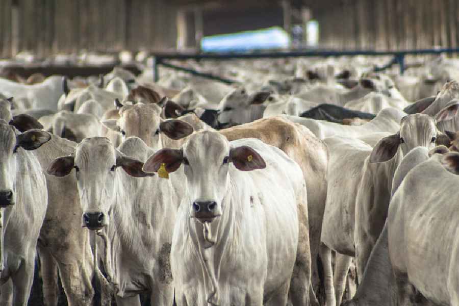 livestock Government prepares for 21st livestock census in India, to