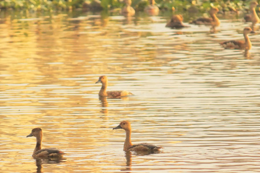 A flock of Lesser Whistling Duck at Santragachi Jheel in Howrah