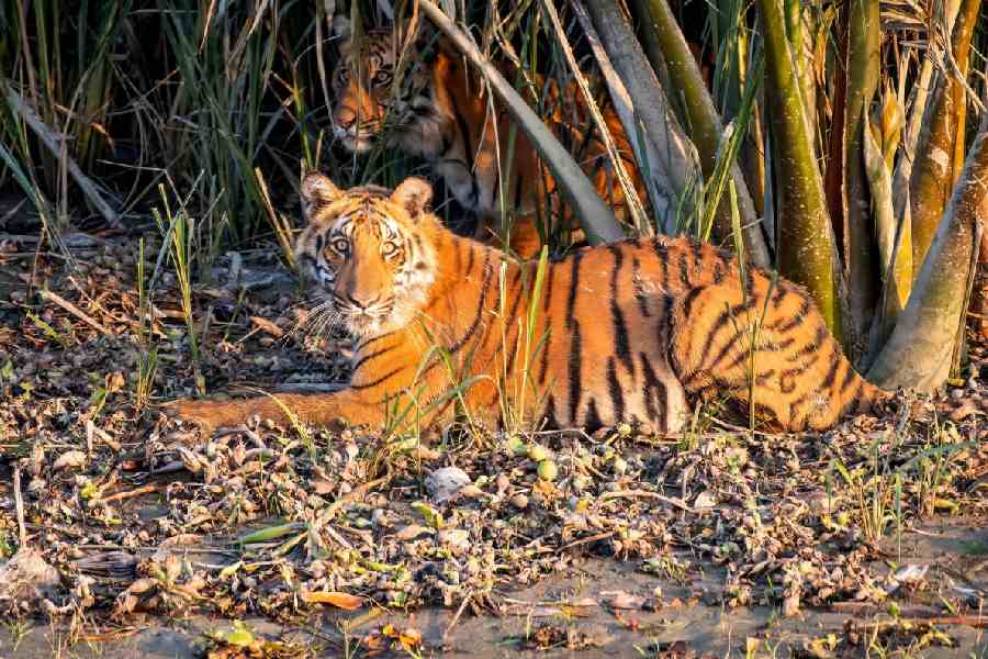 Tigers in the Bangladesh Sundarban East division, clicked last year. The picture was taken by Niaz Abdur Rahman, a Bangladeshi wildlife enthusiast. Rahman is a retina specialist, an alumnus of Johns Hopkins University, based in the US
