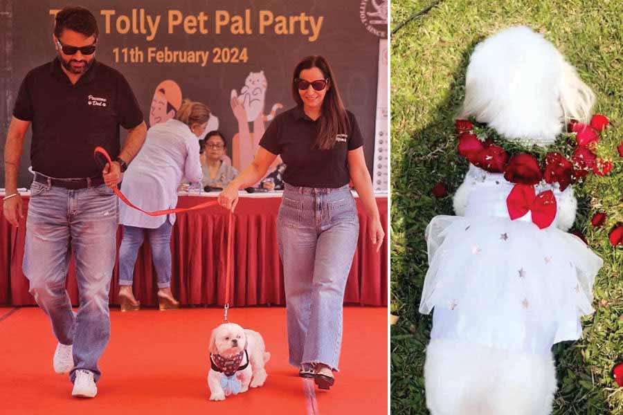 Arashdeep and Navee Chawla pampered their dog, Nike, with not one but two outfits