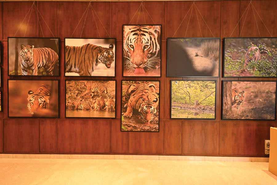 Wildlife Photography Exhibition Striped in Love at ITC Sonar featured 44 different pictures taken by three photographers