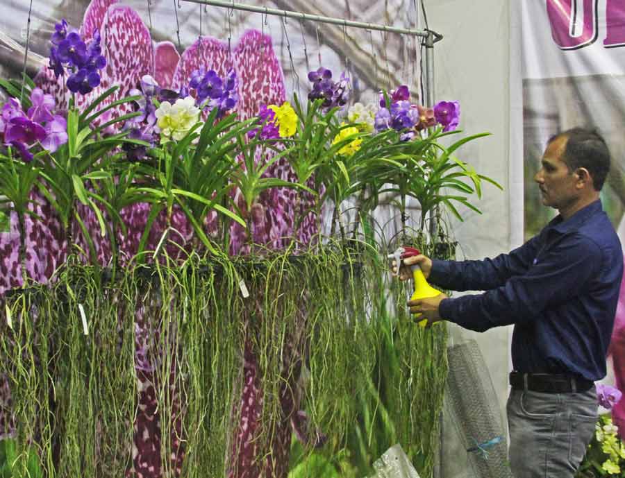 A man sprays water on orchids at the fair. Orchids were bring sold for Rs 1500 per piece