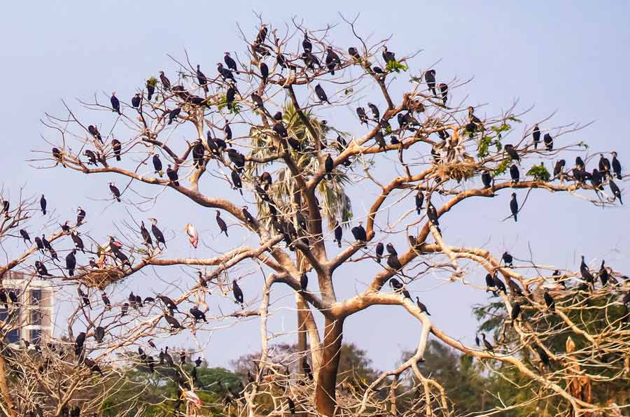 Migratory birds at Rabindra Sarobar on Saturday afternoon  