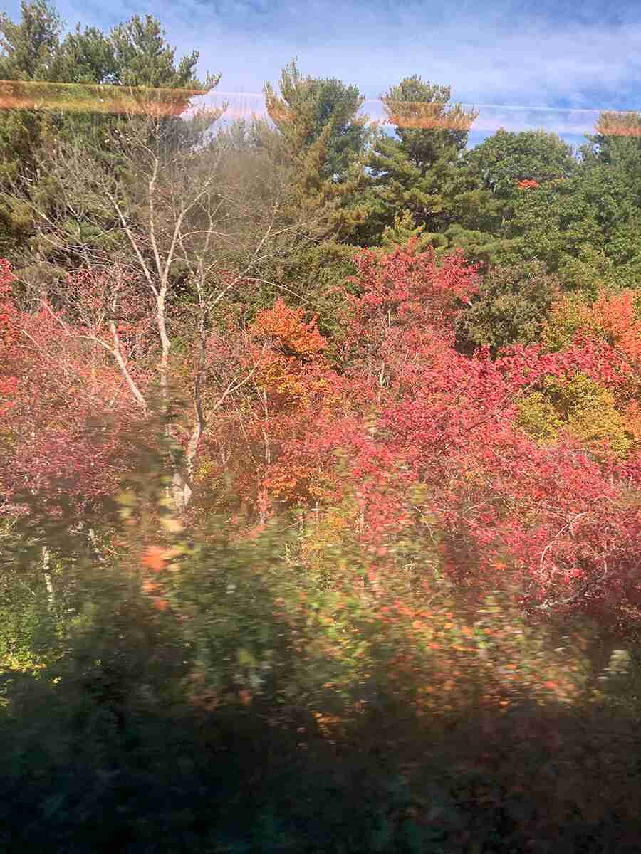 I took a train to see another friend who I hadn’t met in decades. I saw lovely Fall colours from the train, even though my phone camera didn’t do them justice