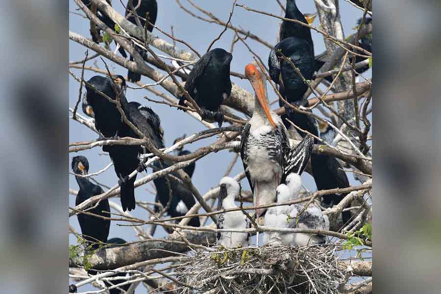 A Painted Stork with cheeks and Great Cormorants in the background