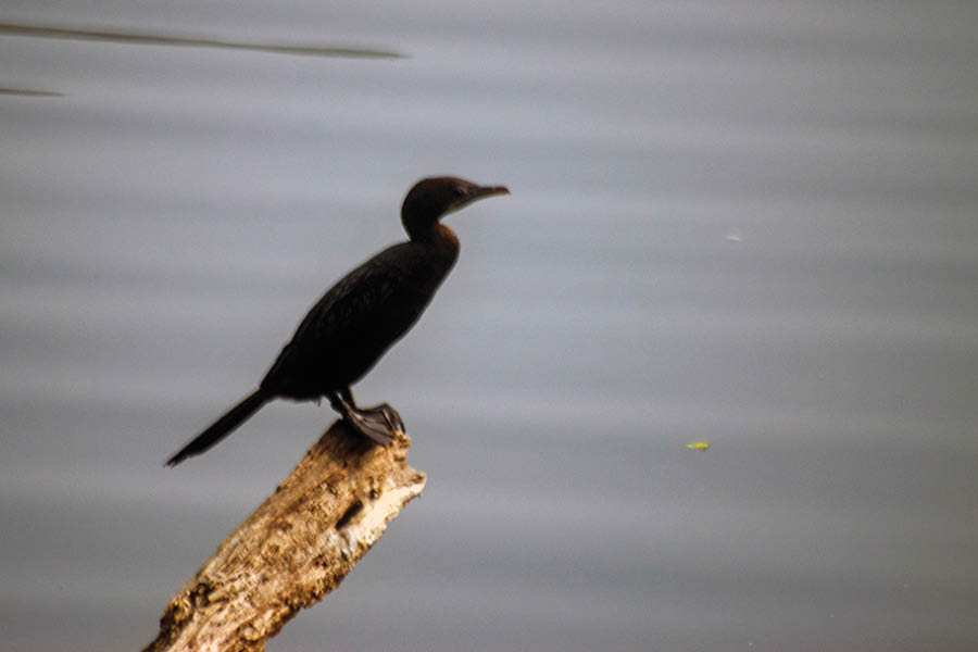 Little Cormorant at Rabindra Sarobar