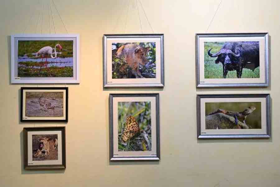 The 'Wildlife' section of the exhibition had photos of a variety of flora and fauna