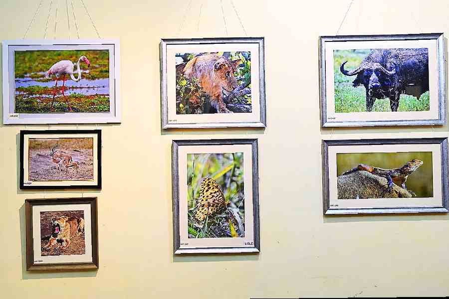 The ‘Wildlife’ section of the exhibition had photos of a variety of flora and fauna