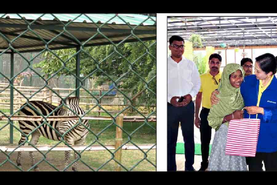 (l-r) A zebra couple at Harinalaya, Thai consul general Siriporn Tantipanyathep hands over gifts to a child from Tiljala Shed