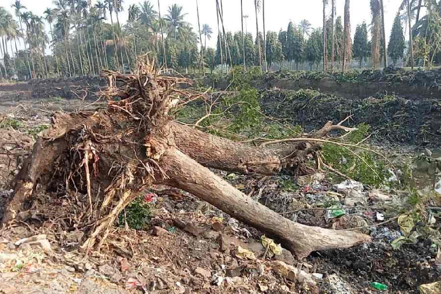 A tree that was uprooted lies on its side at the Sukantanagar end of Nalban near Nicco Park