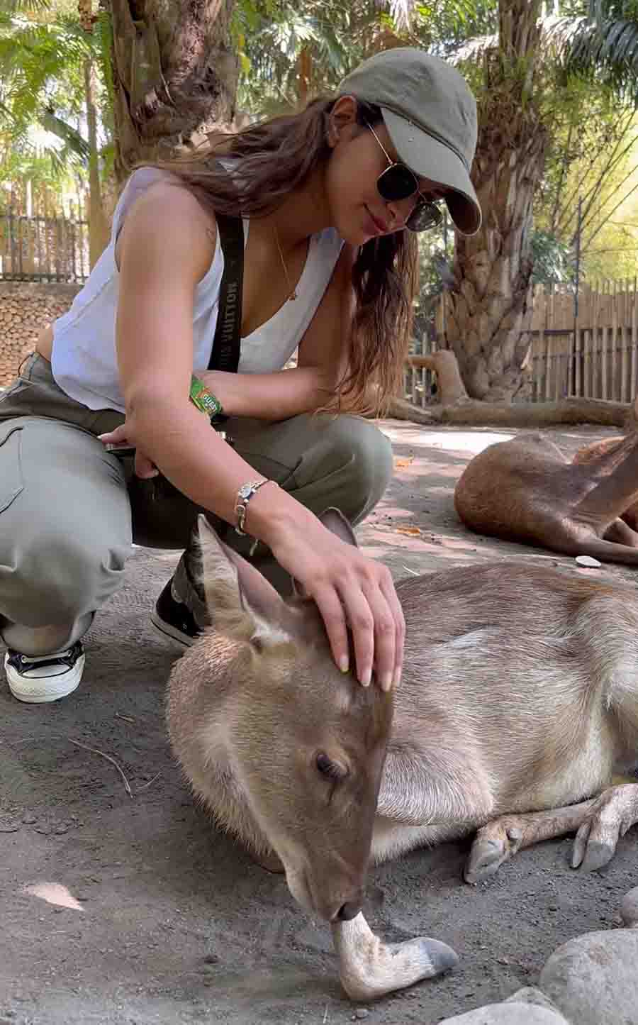 The Bulbul actress enjoyed the quiet company of a herd of deer, gently caressing them while also feeding them fresh green twigs. 