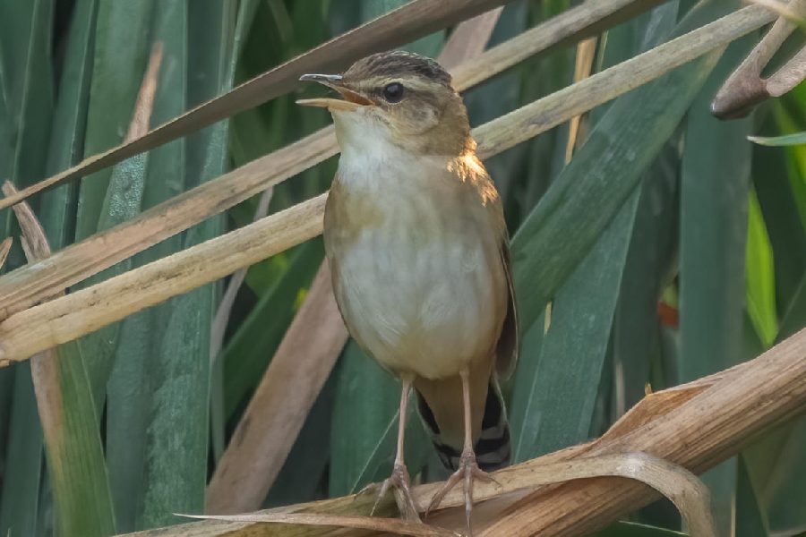 A Pallas’s Grasshopper Warbler perched at a grassland behind the Owl More intersection, near the Eco Park, in New Town on Saturday.