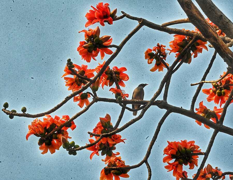 With the onset of spring, vibrant orange ‘Shimul’ flowers bloom in all its glory on trees around the city  