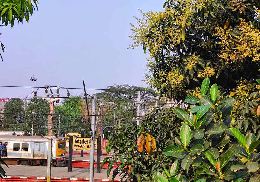 Flowers start appearing on mango trees. A mango tree full of buds near the Sealdah railway station was captured on Monday  