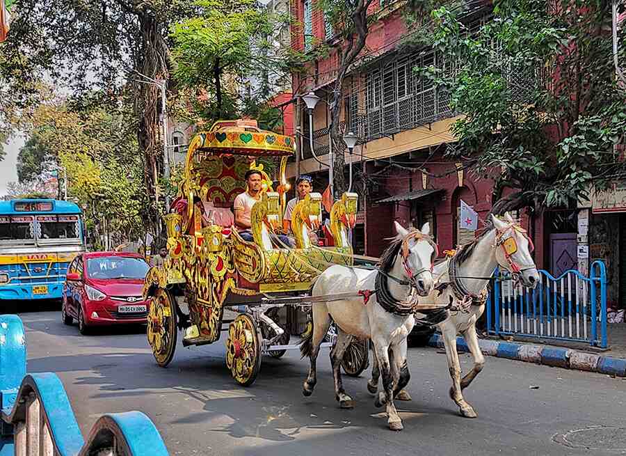 As the wedding season continues, a horse-carriage made its way to a wedding ceremony through SN Banerjee Road on Monday   