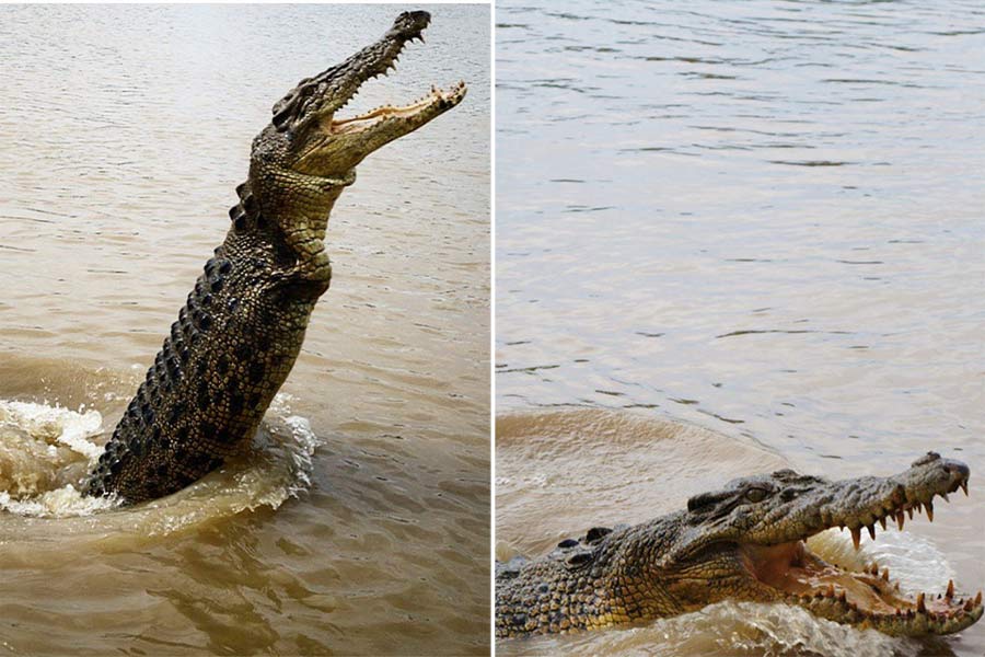 The Adelaide River is home to the ‘Salty’ (Australian for saltwater crocodile), which has been at the top of the food chain in these parts for thousands of years 