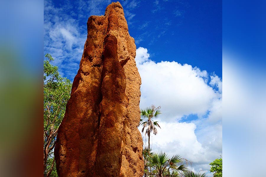 Some areas of Litchfield National Park are home to rows of magnetic termite mounds that are about two metres tall and are reminiscent of tomb stones 