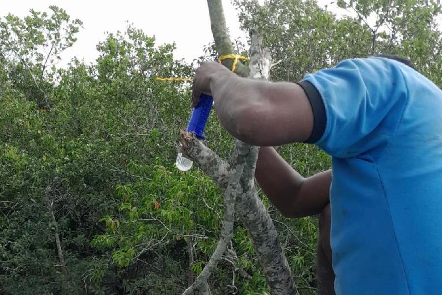 A solar-powered light being installed on a nylon net along a forest in the Sunderbans.
