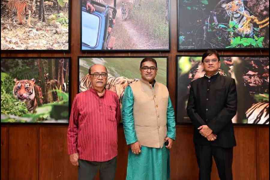 The men behind Striped in Love — (l-r) Biswajit Roy Chowdhury, Shiladitya Chaudhury and Ketan Sengupta. "These are just a few of those many moments which I have been capturing for the last 30 years. Each time you see a tiger the excitement is such as if you are seeing it for the first time. I started my stint with tigers when I was six years old; I was mesmerised by the sight. I still have strong memories of the moment. Over the years I have started taking the passion more seriously and we do a lot of work on tiger conversation and also towards restoration of mangroves in the Sundarbans," said t2 columnist Shiladitya who has captured the beasts in Sanjay Dubri National Park and Tiger Reserve, Kaziranga National Park and others.   