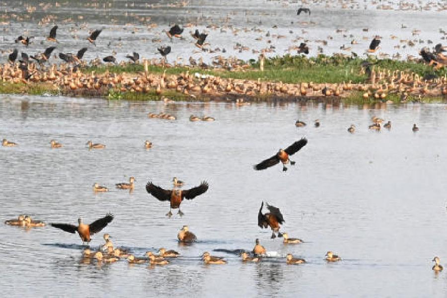 Migratory birds at the Santragachi jheel on Friday